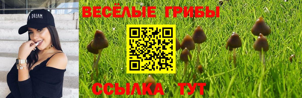 Железногорск  Галлюциногенные грибы Cubensis  Вход с VPN 